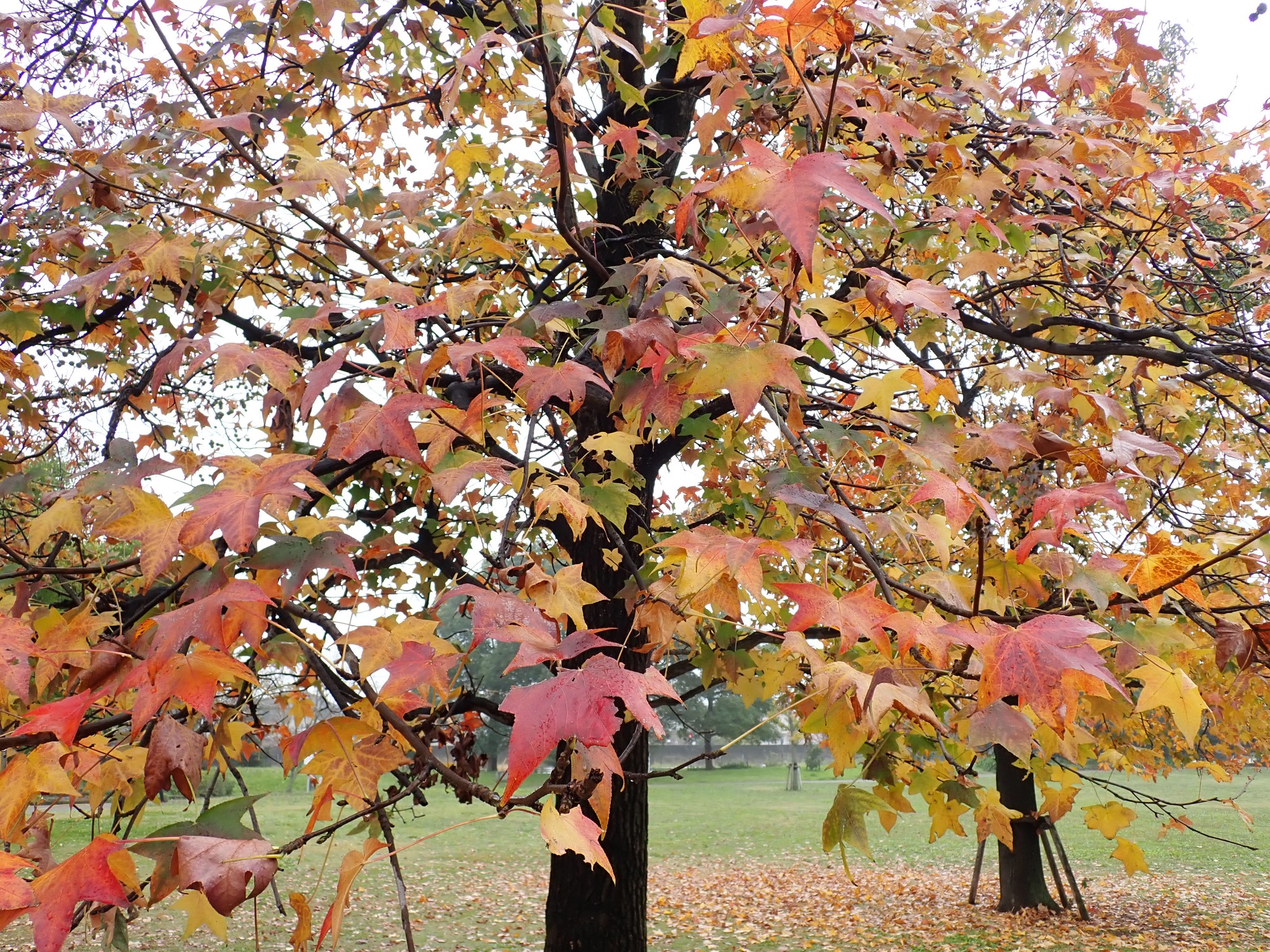 233．《モミジバフウ（紅葉葉楓） 別名 アメリカフウ》 | ニッセイ